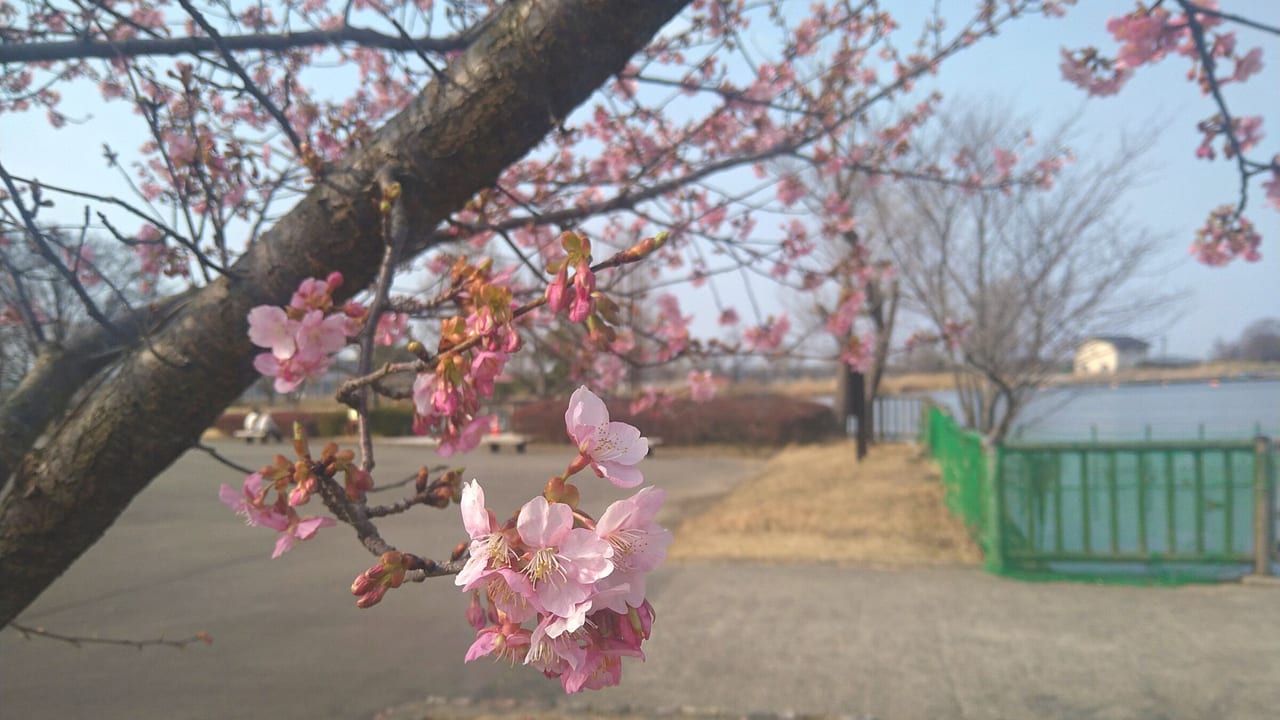 木場潟公園の河津桜