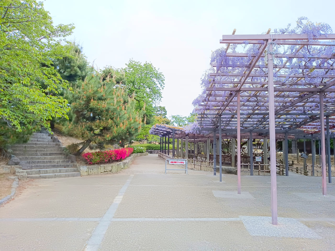 芦城公園の藤