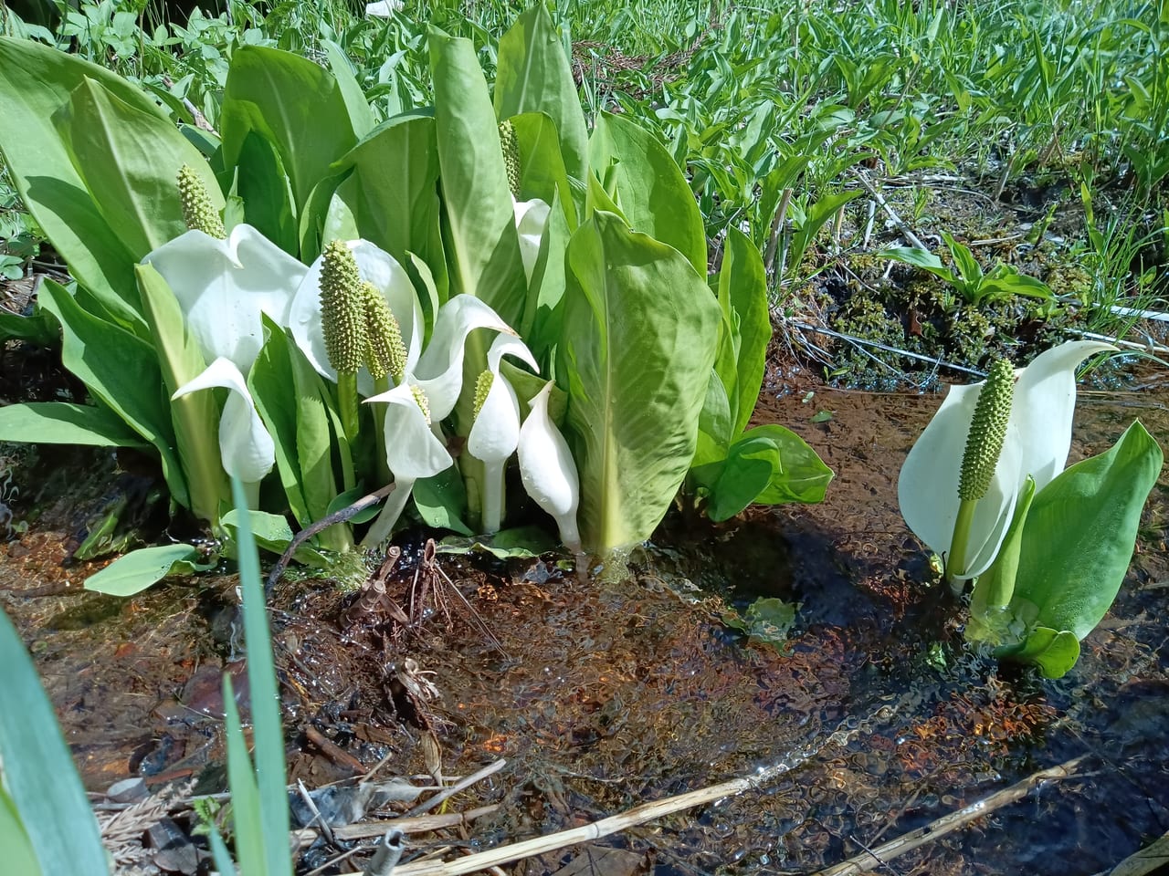 布橋ミズバショウ群生地