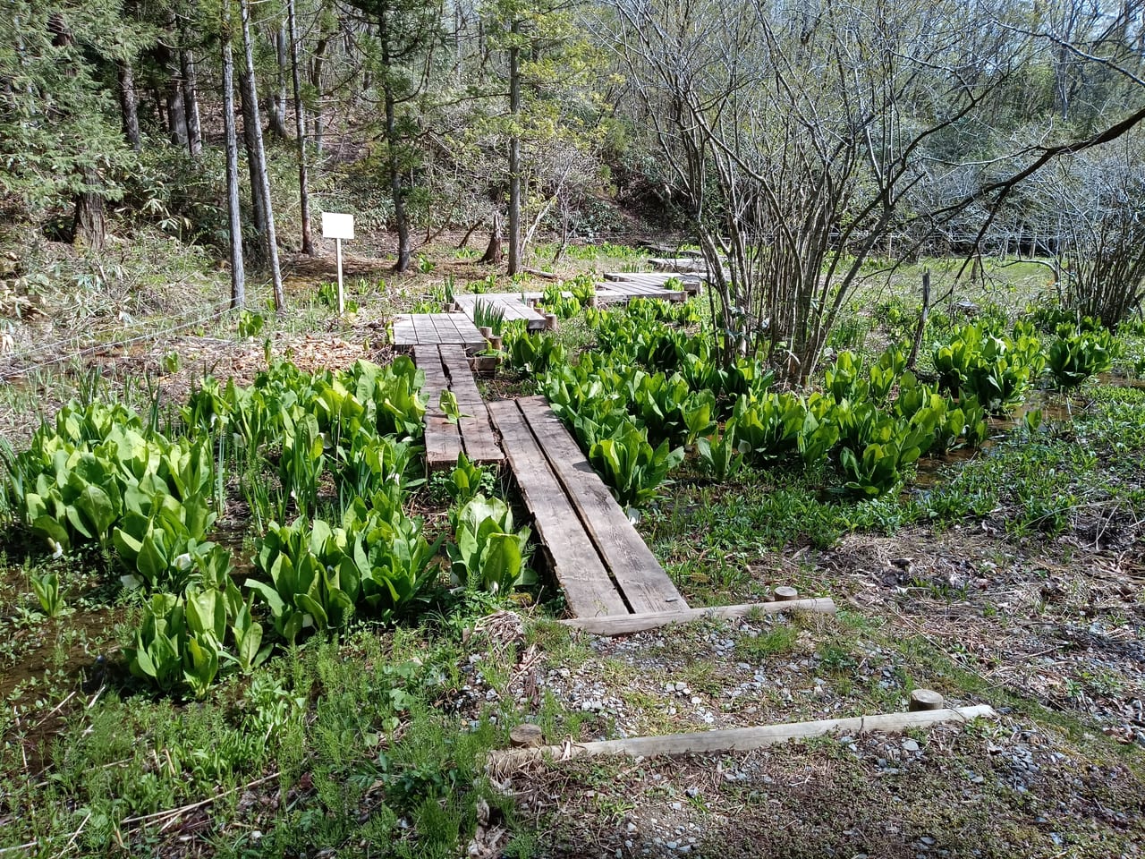 布橋ミズバショウ群生地