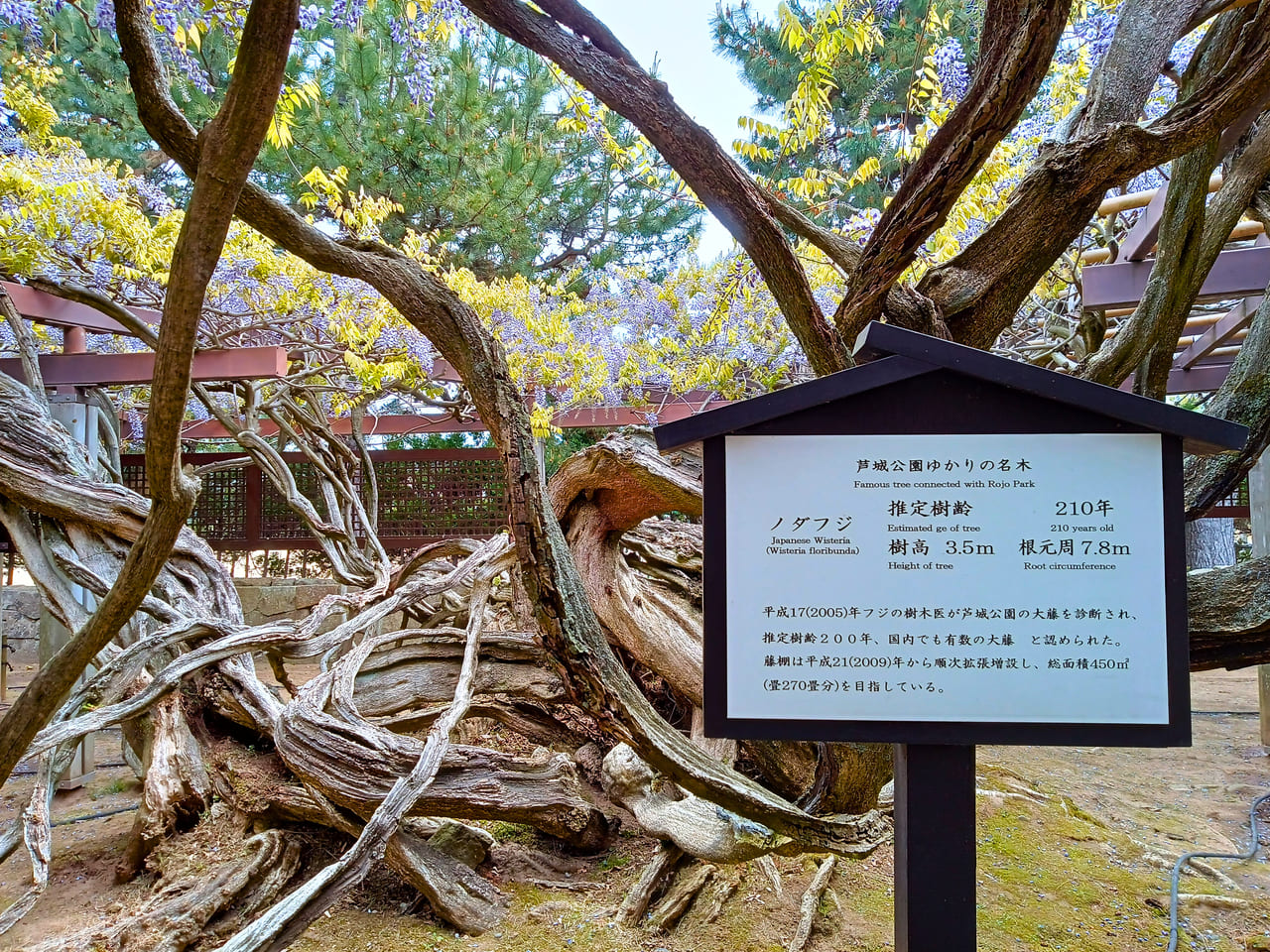 芦城公園の藤