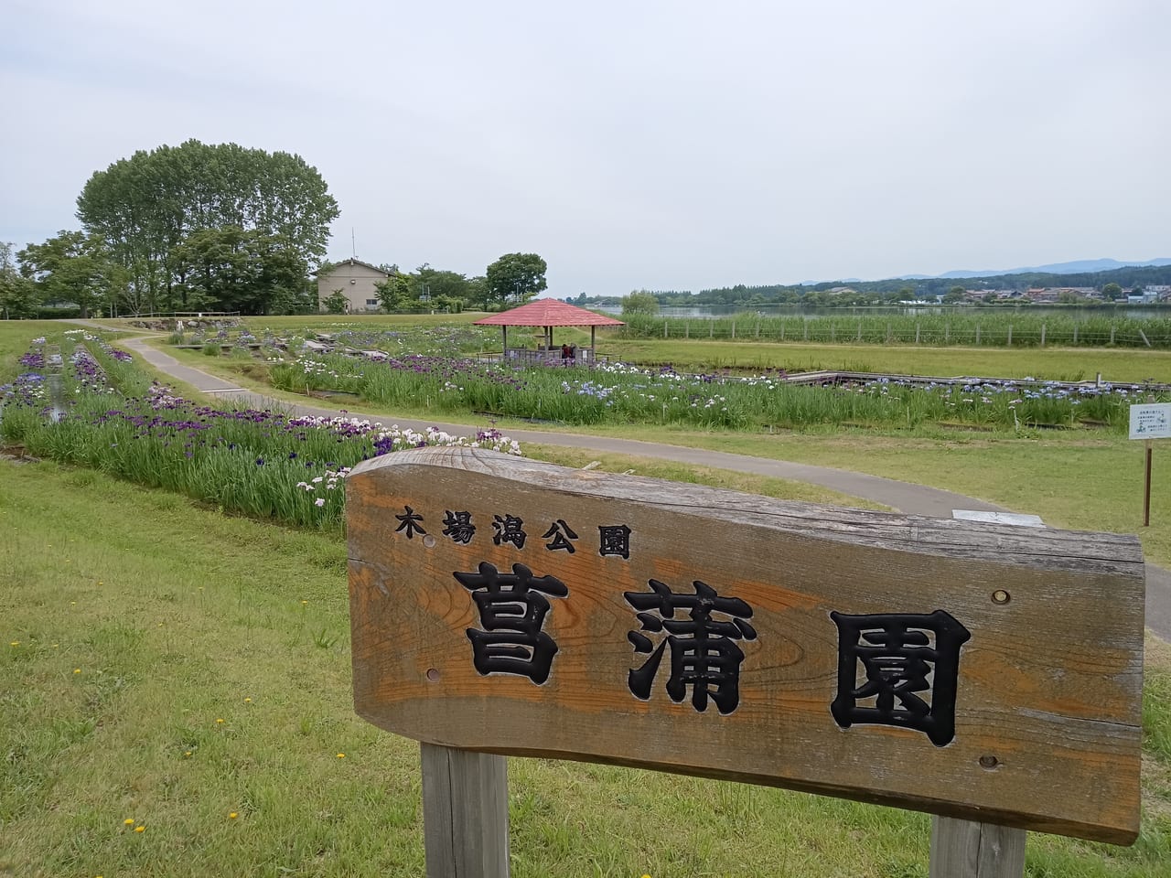 木場潟公園菖蒲園