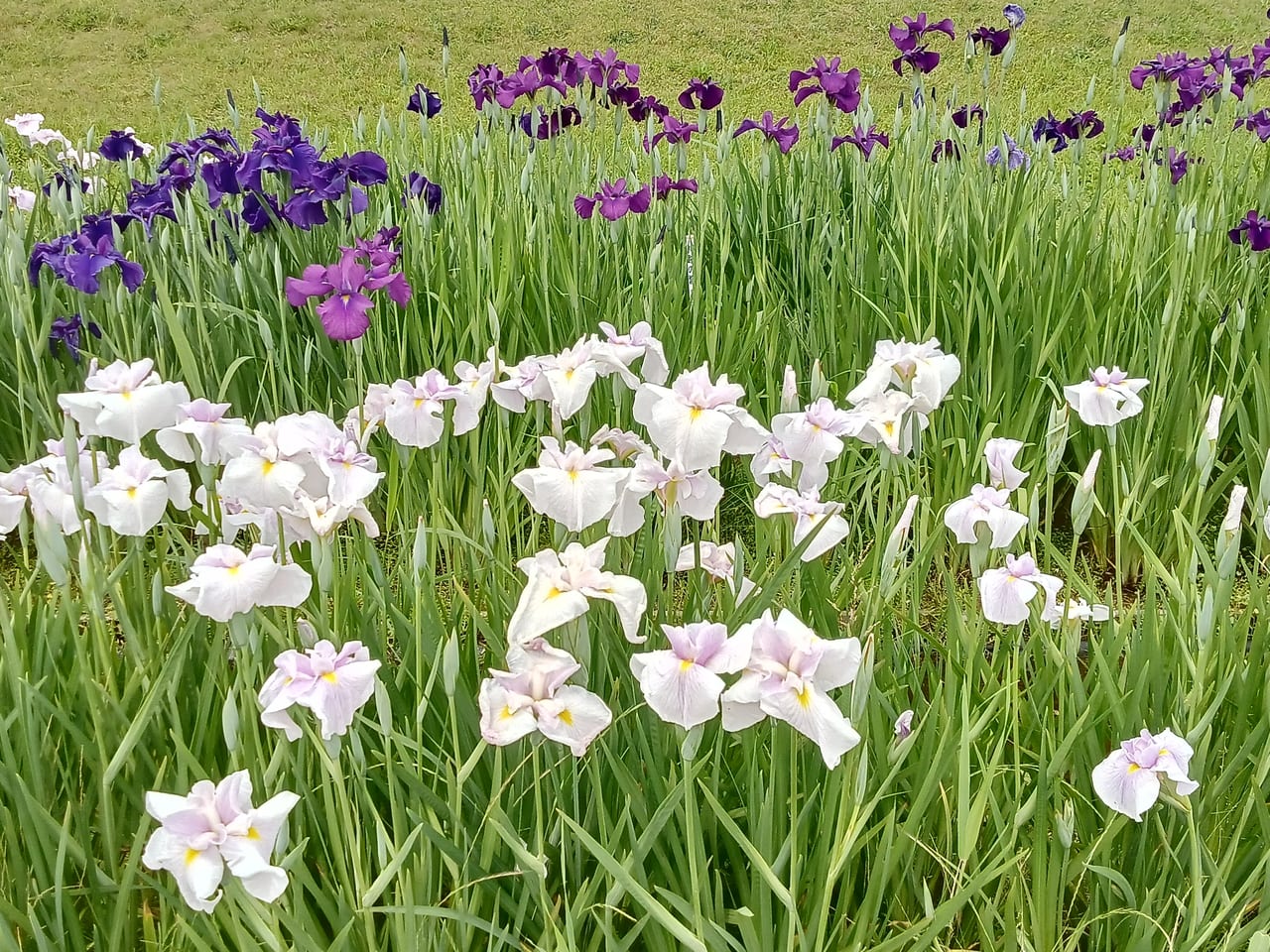 木場潟公園菖蒲園