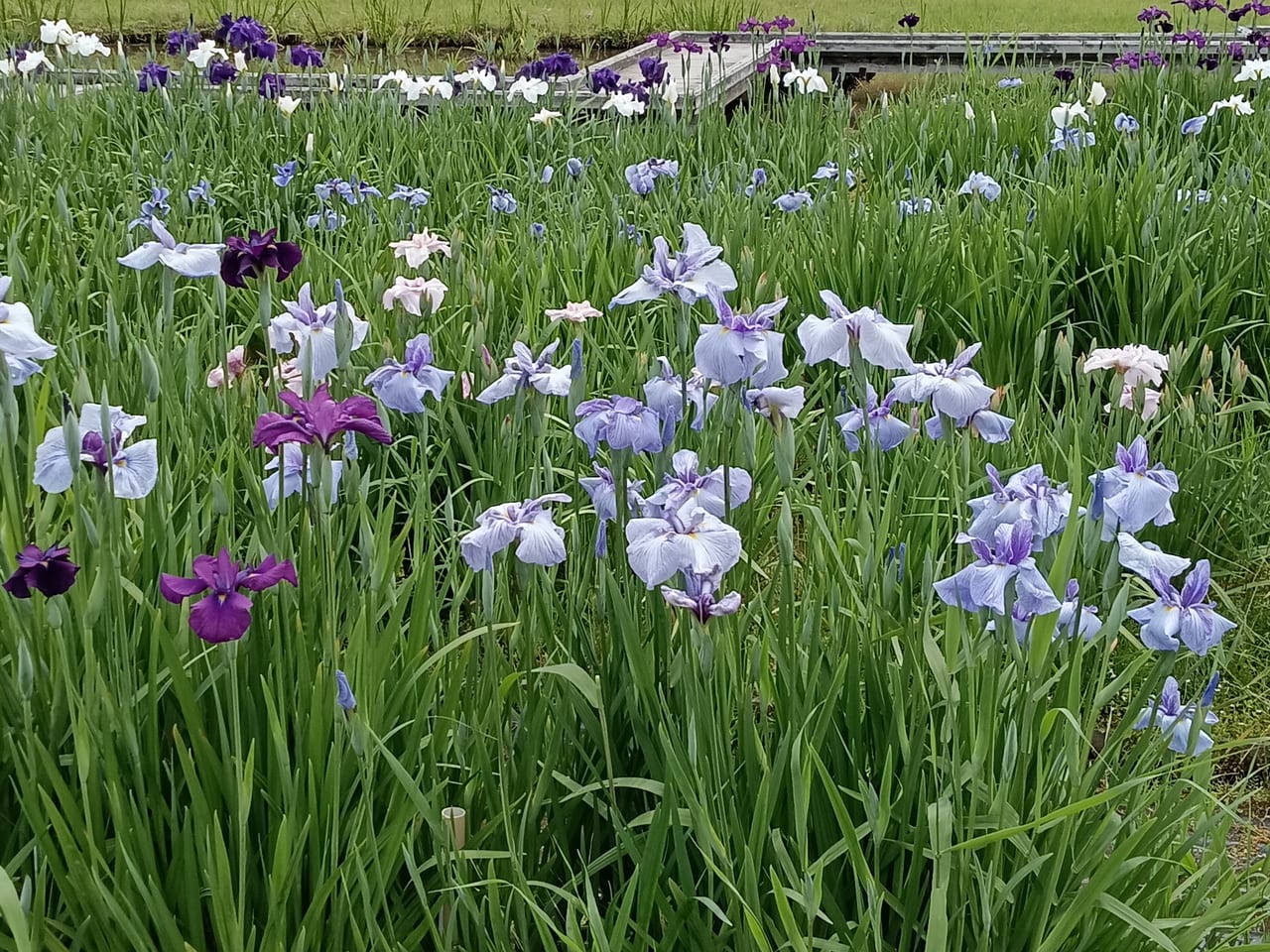 木場潟公園菖蒲園