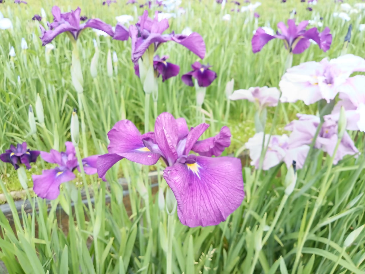 木場潟公園菖蒲園