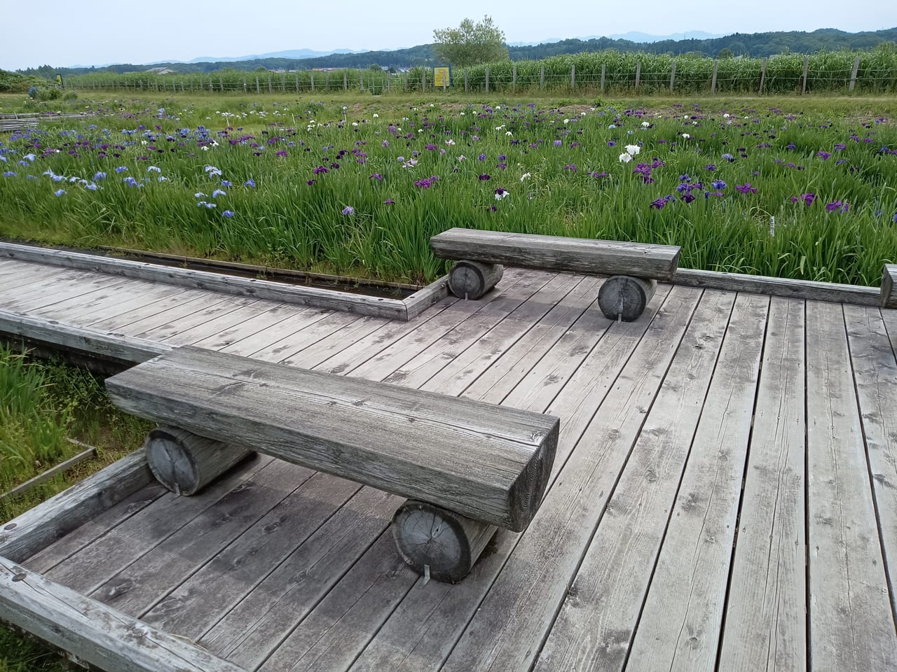 木場潟公園菖蒲園