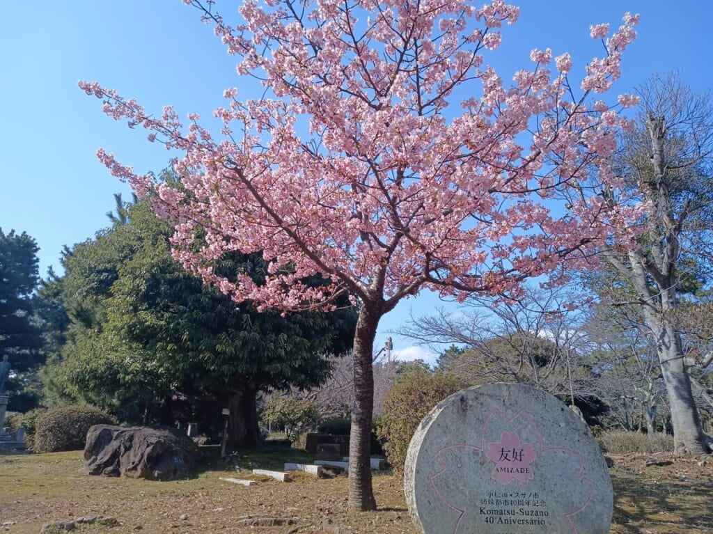 芦城公園サクラ