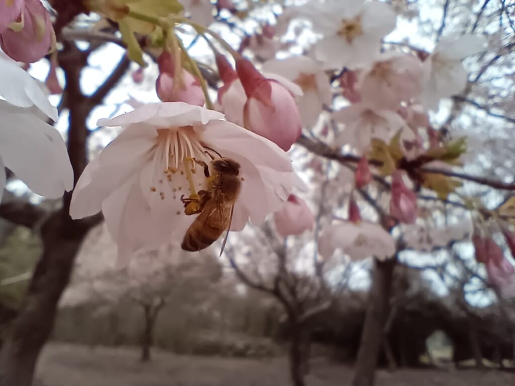 道の駅こまつ木場潟河津桜