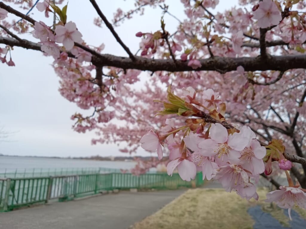 木場潟公園河津桜