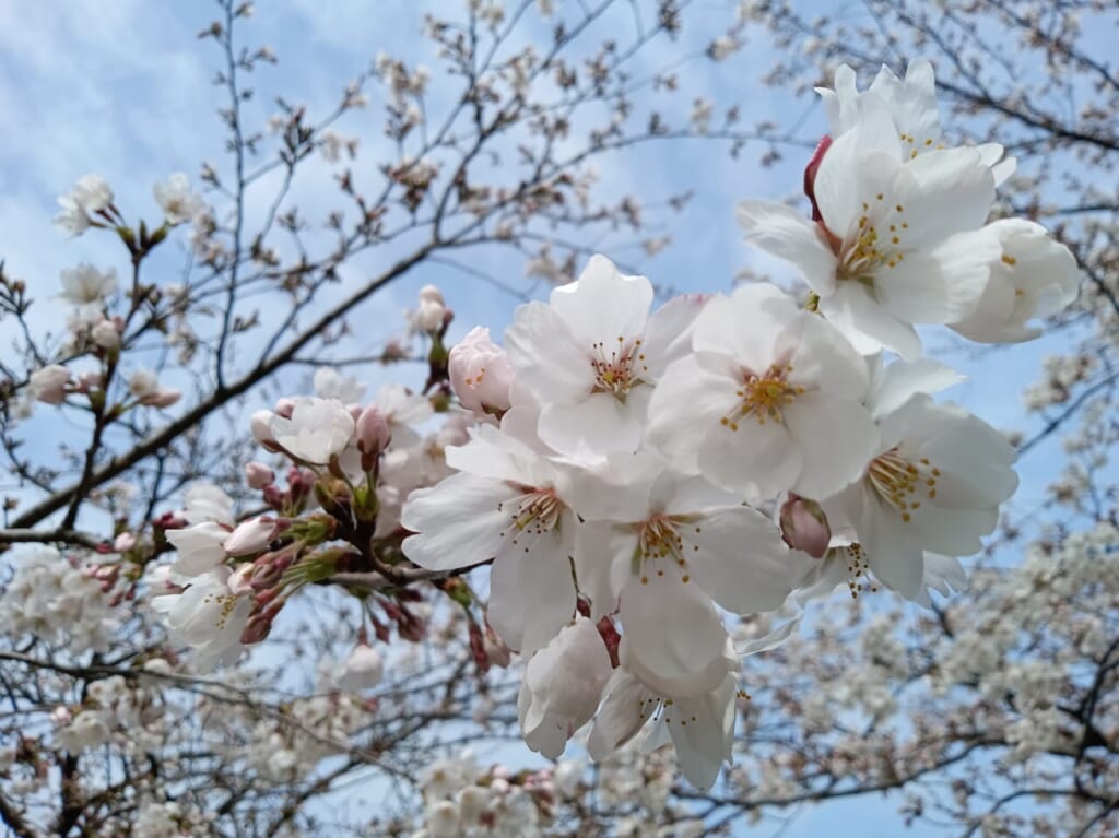 木場潟公園桜2024年